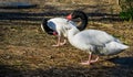 Two black necked swans standing together, water Birds from America Royalty Free Stock Photo