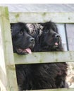 Black newfoundland dogs looking through wooden fence in Ireland Royalty Free Stock Photo