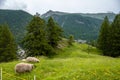 Two black nose sheep grazing near valley Zermatt.