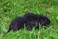 Two black nutria in green grass. Mom and baby Royalty Free Stock Photo