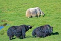 Yaks in grassland