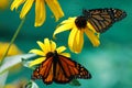 Two monarch butterflies sitting on two different black eyed Susan flowers.