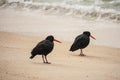 Two black oystercatchers on beach Royalty Free Stock Photo