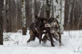 Two Black Phase Wolves Canis lupus Scuffle Winter Royalty Free Stock Photo