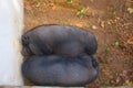 Two black pigs sleeping together Royalty Free Stock Photo