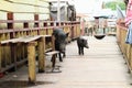 Pigs among houses Royalty Free Stock Photo