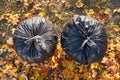 Two black plastic garbage bags filled with leaves. Royalty Free Stock Photo