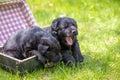 Two black puppies siting in a suitcasein the summer garden Royalty Free Stock Photo