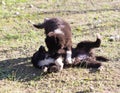 Two black puppy on nature Royalty Free Stock Photo