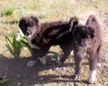 Two black puppy on nature Royalty Free Stock Photo
