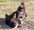 Two black puppy on nature Royalty Free Stock Photo