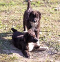 Two black puppy on nature Royalty Free Stock Photo