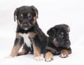 Two black puppy with red spots and white legs sit Royalty Free Stock Photo