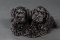 Two black puppy of zwergschnauzer Royalty Free Stock Photo