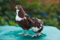 Two black quails with white spots smoking quail kind male and female