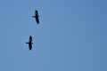 Two Black Ravens Flying in a Blue Sky