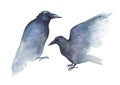 Two watercolor ravens on white Royalty Free Stock Photo