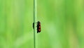 Two black and red froghopper, cercopis vulnerata walking and mating on grass stem. Czech nature