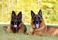 Two German Shepherds on the green grass Royalty Free Stock Photo