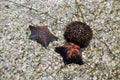 Two black and red sea stars Patiria pectinifera next to sea urchin Strongylocentrotus intermedius from Japanese sea, Russia Royalty Free Stock Photo