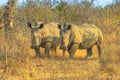 Two Black Rhino Royalty Free Stock Photo