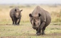 Two black rhino in Masai Mara Kenya Royalty Free Stock Photo