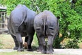 Two Black Rhinoceros Royalty Free Stock Photo