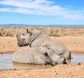 Two black rhinos taking a cooling mud bath in a dry sand wildlife reserve in a hot safari area in Africa. Protecting Royalty Free Stock Photo