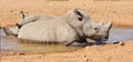 Two black rhinos taking a cooling mud bath in a dry sand wildlife reserve in a hot safari area in Africa. Protecting Royalty Free Stock Photo