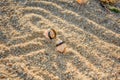 Two black rings lie on the hermit shells in the sand Royalty Free Stock Photo