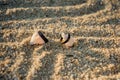 Two black rings lie on the hermit shells in the sand Royalty Free Stock Photo