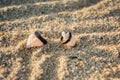 Two black rings lie on the hermit shells in the sand Royalty Free Stock Photo