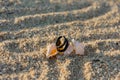 Two black rings lie on the hermit shells in the sand Royalty Free Stock Photo