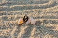 Two black rings lie on the hermit shells in the sand Royalty Free Stock Photo
