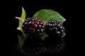 Two black ripe fresh blackberry macro with blackberry leaf on black background with reflection. Organic farm food.