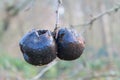 Two black rotted apple on winter tree Royalty Free Stock Photo