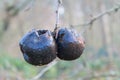 Two black rotted apple on winter tree