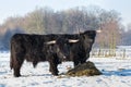 Two black scottish highlanders in winter snow