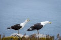 Two Black seagulls at Saltee Island, Ireland