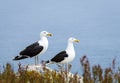 Two Black seagulls at Saltee Island, Ireland