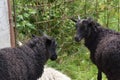 Two black sheep on a background of green grass on a farm Royalty Free Stock Photo