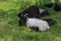 Two black sheep on a background of green grass on a farm Royalty Free Stock Photo