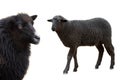 two black sheep isolated on white background Royalty Free Stock Photo