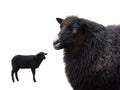 two black sheep isolated on white background Royalty Free Stock Photo