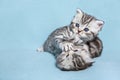 Two black silver tabby kittens playing together Royalty Free Stock Photo