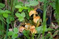 two black slugs are eating the mushrooms.