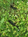 Two Black Slugs on Green Plants