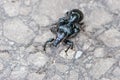 Two black snout beetles the one on the another on the road in forest in Mythen