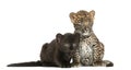 Two Black and Spotted Leopard cubs sitting and lying next to each other, 3 and 7 weeks old Royalty Free Stock Photo