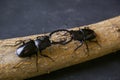 two black stag beetles are fighting on a beige tree branch dark background